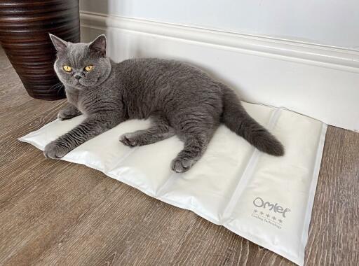 https://www.omlet.us/images/cache/512/380/cooling-mat-cat-memory-foam-omlet_3.jpg