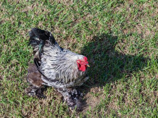 Booted-bantam-garden