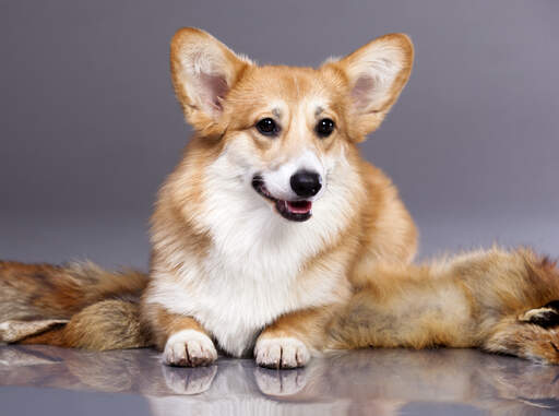 A cardigan welsh corgi's lovely, thick, light brown and white coat