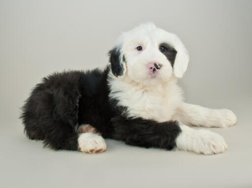 A wonderful old english sheepdog puppy, lying neatly on the ground