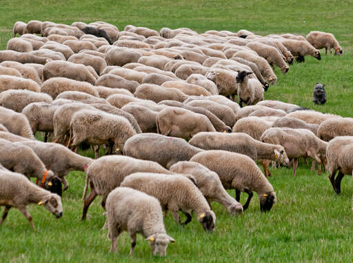 A healthy polish lowland sheepdog herding sheep