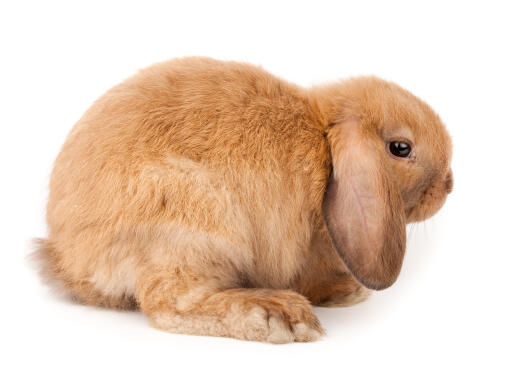 A mini lop rabbit with incredible long floopy ears