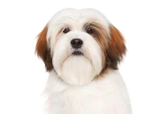 An adult white and red lhasa apso with a beatifully brushed soft coat