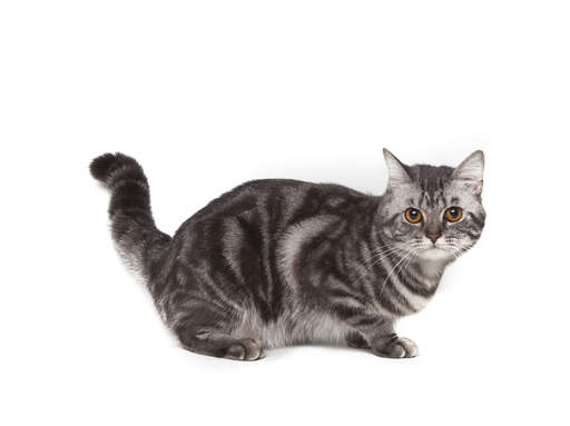 A lovely grey marbled american shorthairr cat