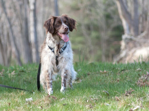 An adult brown and white brittany with a beautiful, long, soft coat