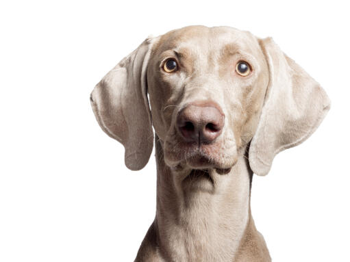 A close up of a weimaraner's large floppy ears and short grey coat