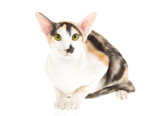 Oriental tortie cat against a white background
