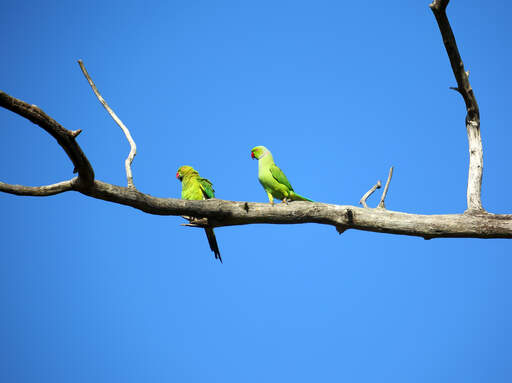 Two lovely blue winged parrotlets perched high up in a tree