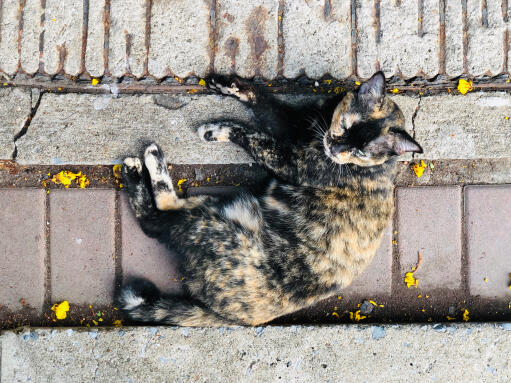 Asian tortie cat lying on a pavement from above