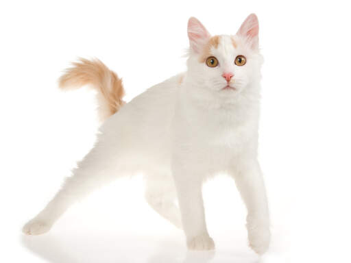 A turkish van with ginger colouration