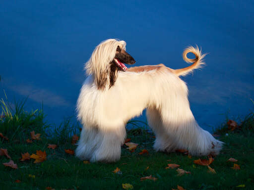 A glamourous afghan hound looking back for a command