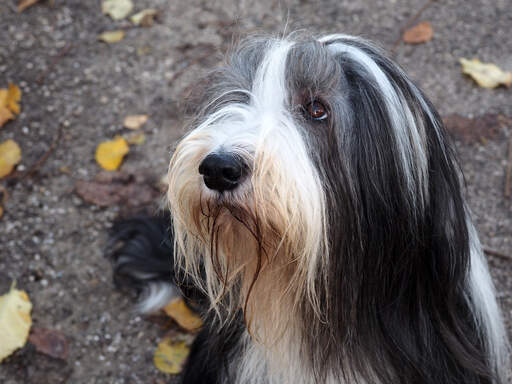 A bearded collie waiting patiently for some attention from it's owner