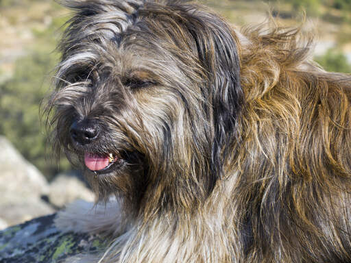 Catalan Sheepdog Dog Breed Information