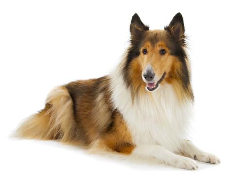 do rough collie bark a lot