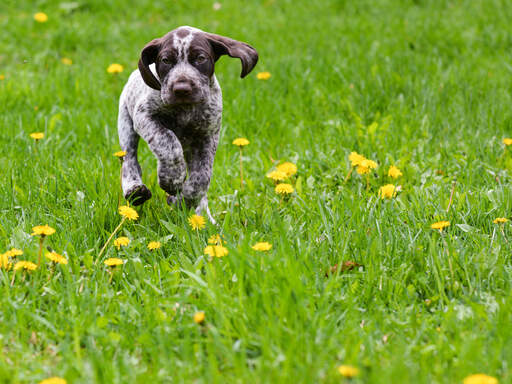 A german short haired pointer puppy bounding along