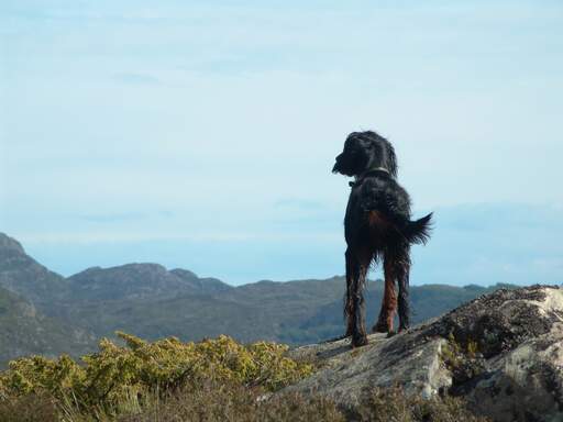 A Gordon setter standing tall, showing off it's beautiful, black and brown coat