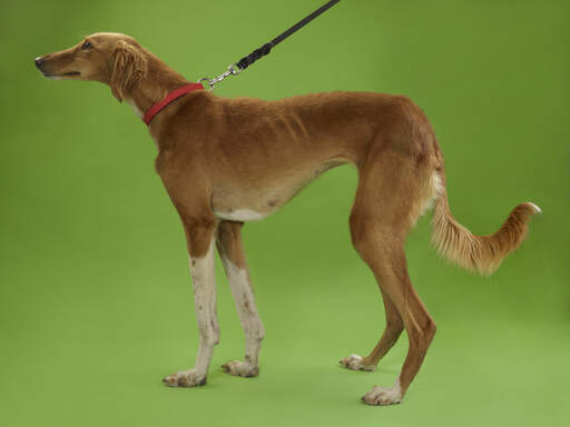 A lovely, little greyhound with a beautiful soft coat