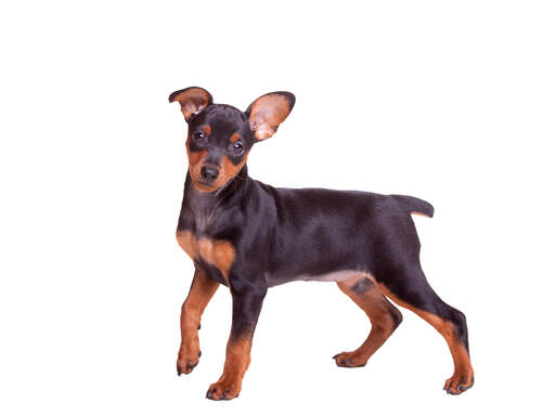 A lovely little miniature pinscher with cheeky little ears