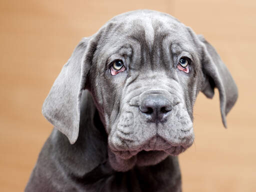 A close up of a neapolitan mastiff puppy's soft coat and wrinkly skin