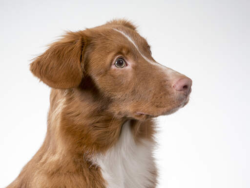 The loyal nova scotia duck tolling retriever looking very handsome