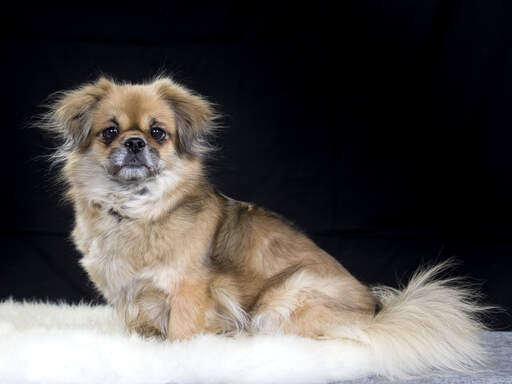 Fantastiske Bror Dårligt humør Tibetan Spaniel Dogs | Dog Breeds