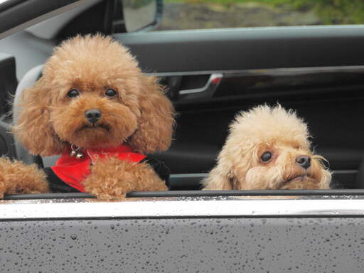 Two little toy poodles poking their heads out of the car window