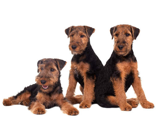Three wonderful, little welsh terriers enjoying each others company