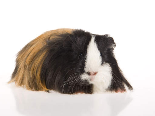 Silkie guinea pig for sale online