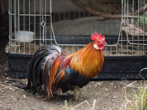 Ohiki-chicken-grazing