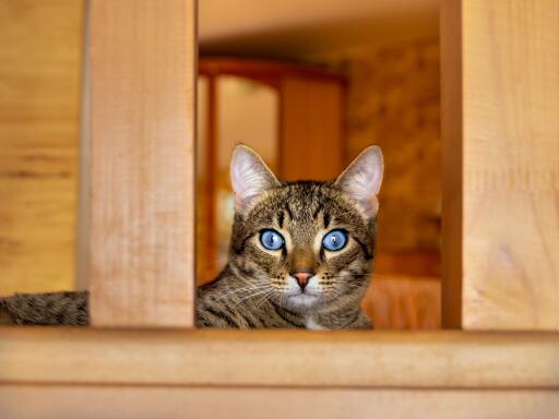 Ojos azules with intense eyes looking out from a chair