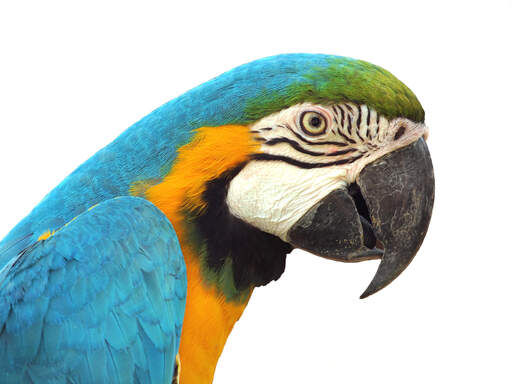 A close up of the blue and yellow macaw's lovely colours