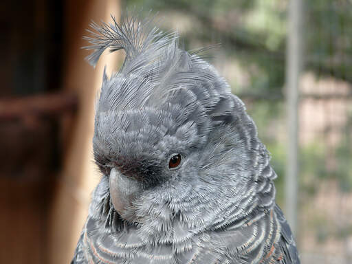 A close up of a gang gang cockatoo's lovely, grey head feathers