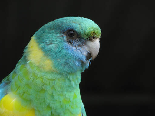 A close up of a mulga parrot's beautiful green and yellow head feathers