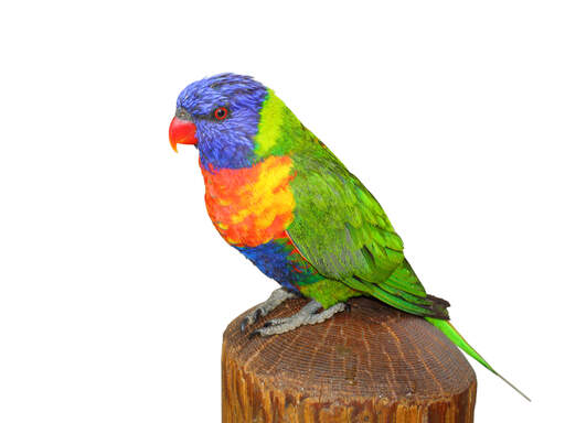 A rainbow lorikeet's beautiful pattern of coloured feathers