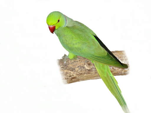 A beautiful rose ringed parakeet perched on a branch