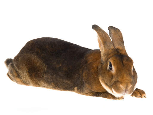 A castor rex rabbit with a beautiful long body