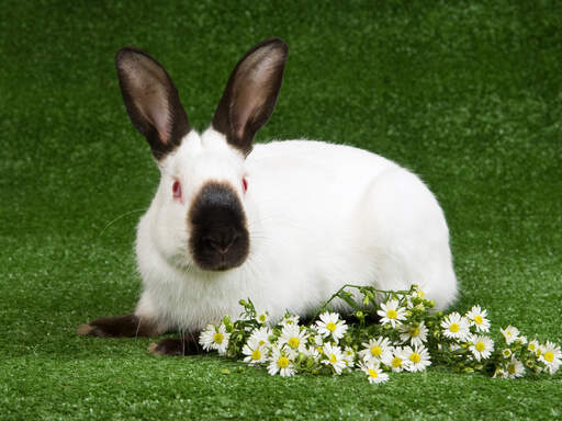 The incredible black and white fur pattern of a himalayan rabbit