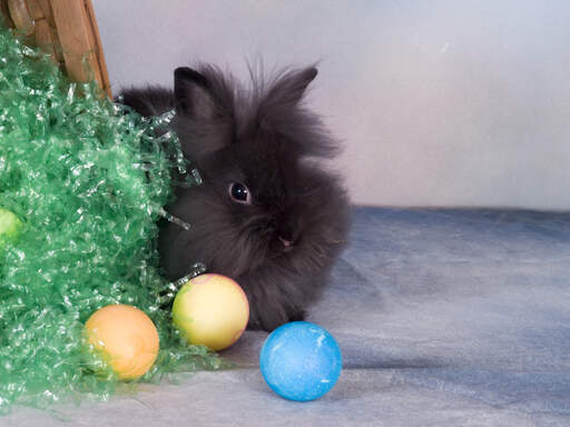 A beautiful little lionhead rabbit with big fluffy black fur