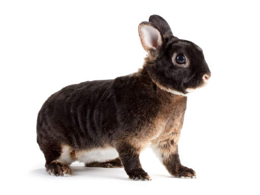 A young otter rex rabbit with tiny ears and a soft dark coat