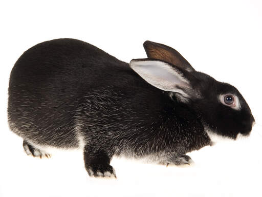 A beautiful silver fox rabbit with wonderful dark fur