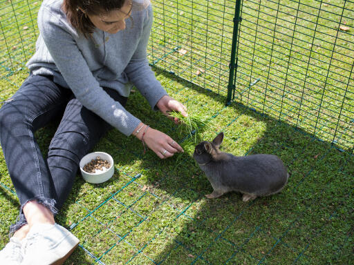 A girl feeding a grey bunny rabbit in a walk in run enclosure