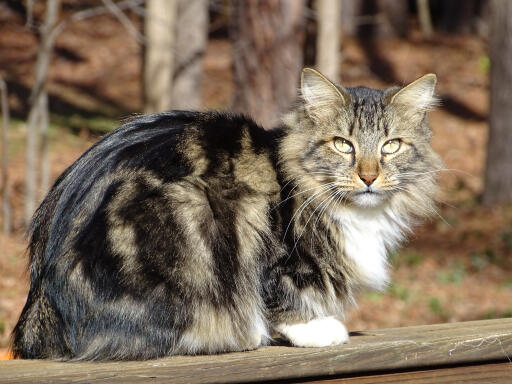 American longhaired bobtail cat sitting in forest