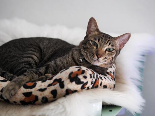 Asian tabby cat lying comfortably on a blanket