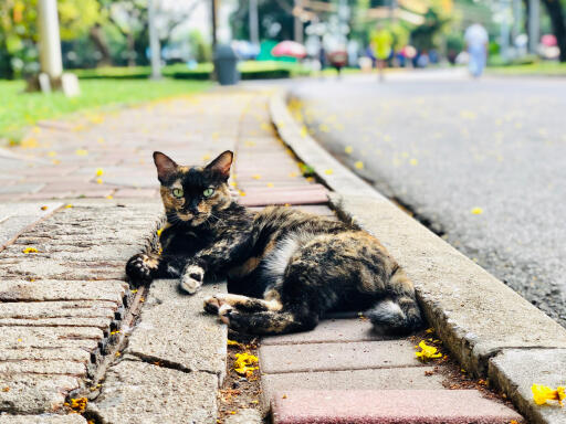 Asian tortie cat lying on a pavement leaning on the stone