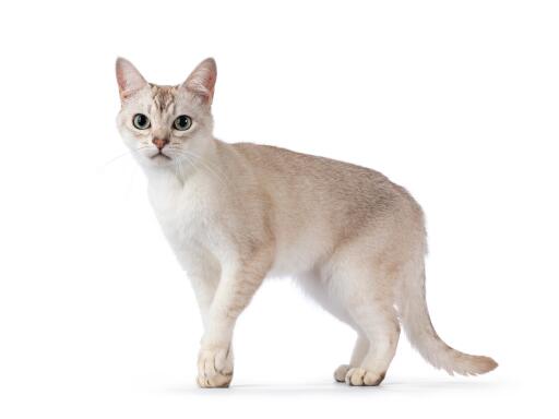 Young burmilla cat against a white background