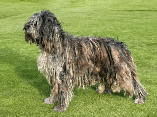 An adult bergamasco standing tall, showing off it's healthy strong body