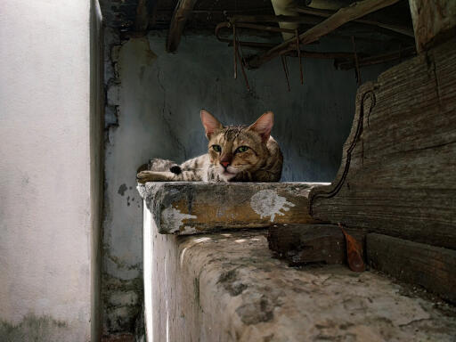 Sokoke cat resting on a wall
