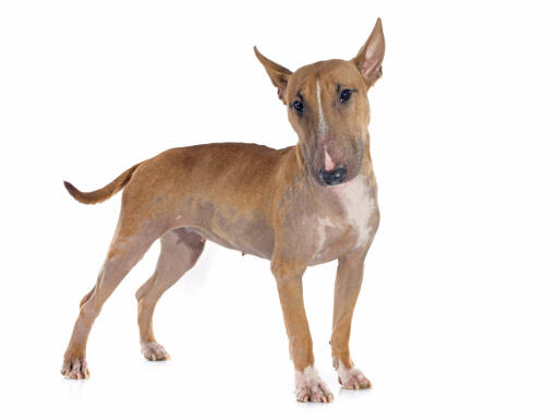 A female, adult bull terrier standing strong