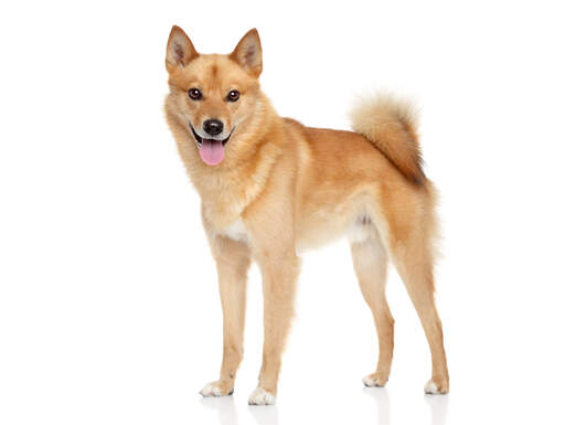 A young adult finnish spitz with it's characteristic bushy tail