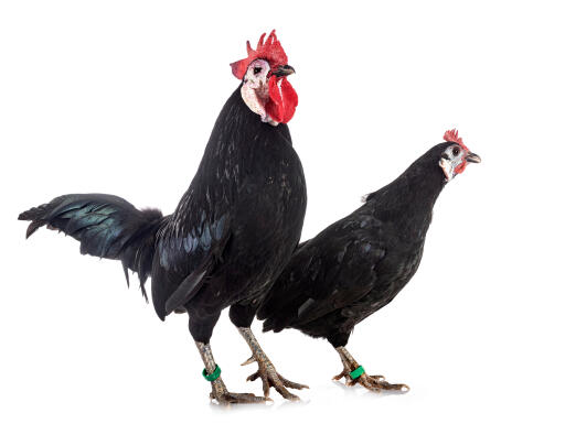 Two spanish chickens against a white background